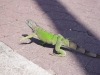 Iguana Mr. Green