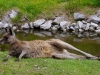 Tiefenentspanntes Wallabie-Känguruh