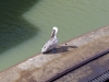 Nur Fische und Krokodile kommen kostenlos durch den Kanal, das weiss auch der Pelikan